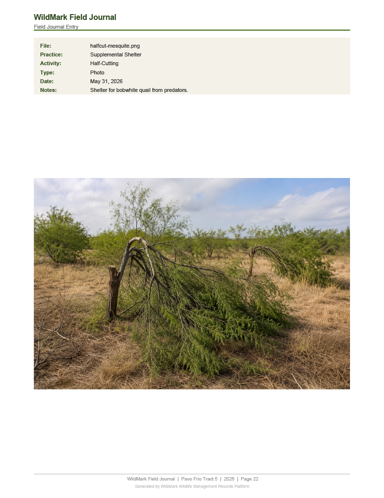 Field Journal Entry — Supplemental Shelter / Half-Cutting Mesquite