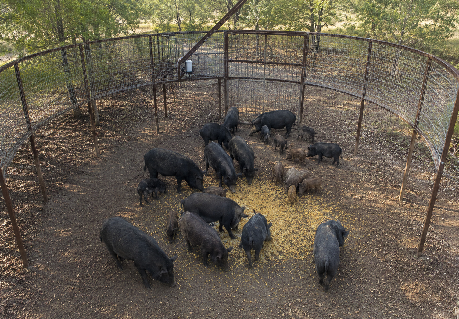 Elevated view of drop-ring feral hog trap with sounder of feral hogs including piglets during active wildlife management event